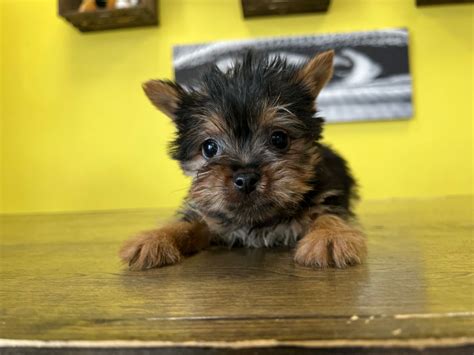 At <strong>Westchester Puppies</strong> & Kittens, we have a diverse selection of kittens for sale. . Westchester puppies